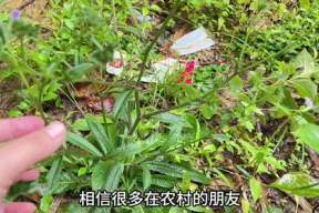 网红被草迅雷下载